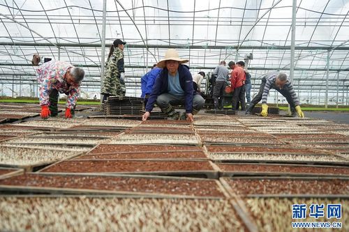 江西广昌 工厂化育秧 助力春耕生产